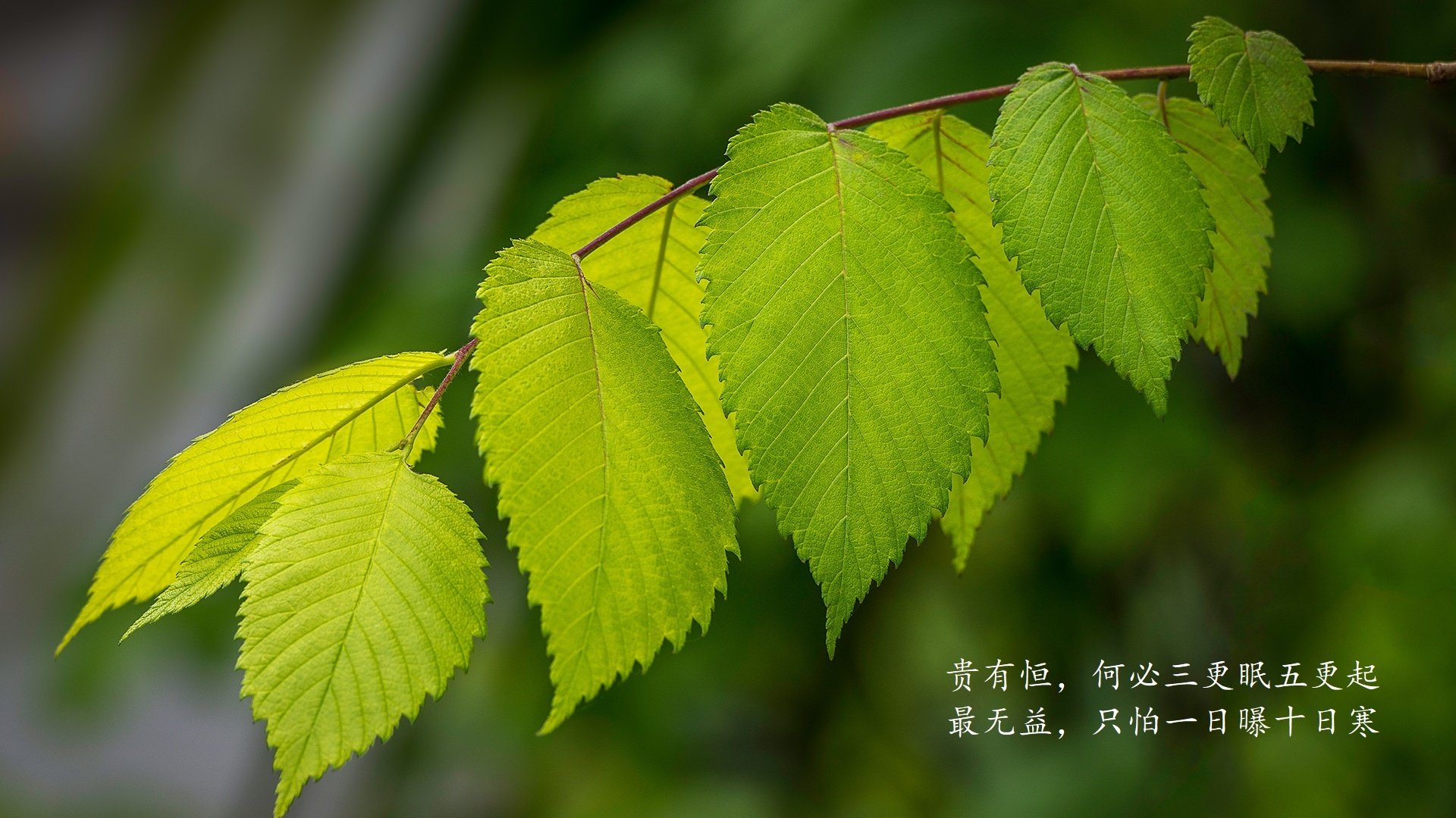 汽车底盘系统的名称叫什么来着呢（汽车底盘系统主要包括）